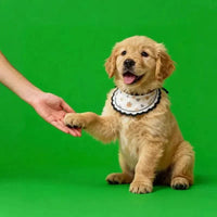 Custom acrylic pet memorial house with 3D holographic pet display for DIY pet memorial keepsake